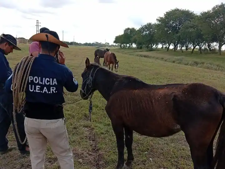 Ante el peligro vial, la Uear retiró caballos sueltos de la Ruta 9