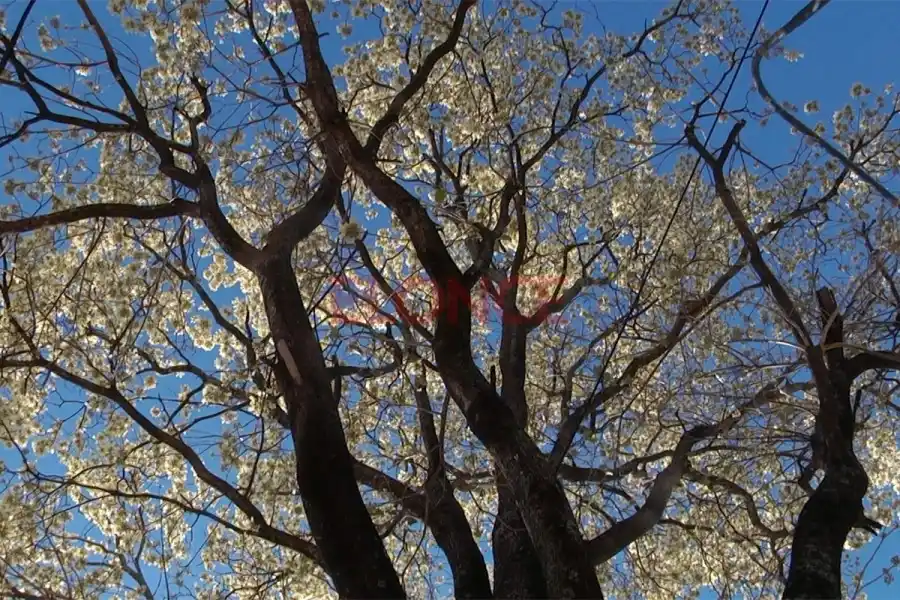 El lapacho florece y anuncia el final del invierno en Argentina