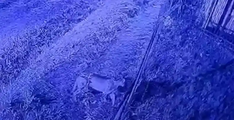 El felino fue captado de noche por las cámaras de seguridad