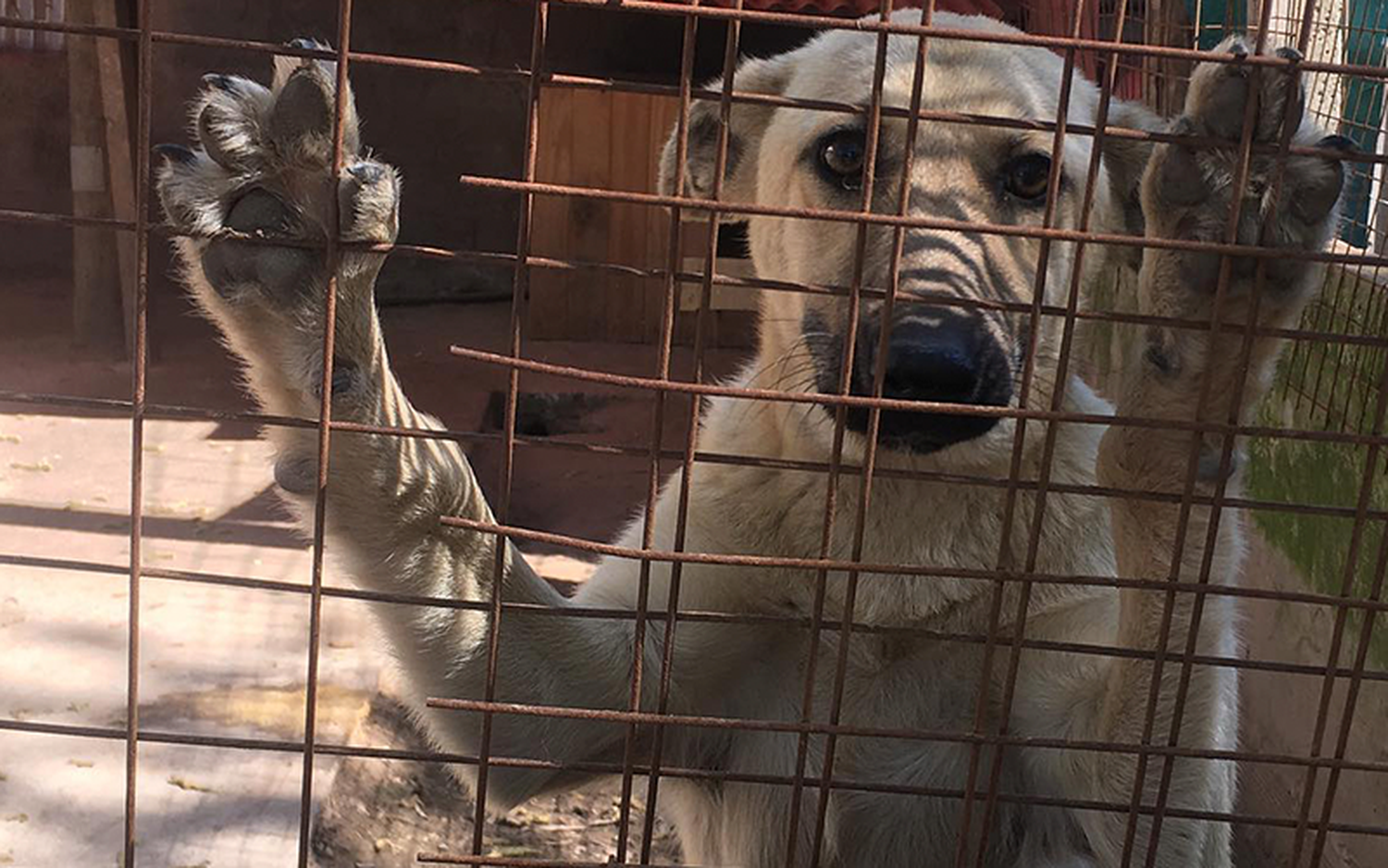 El refugio prepara un guiso de lentejas solidario para recaudar fondos