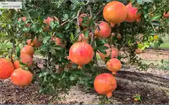 Certificación de fruta de granadas desde San Juan exportadas a Estados Unidos