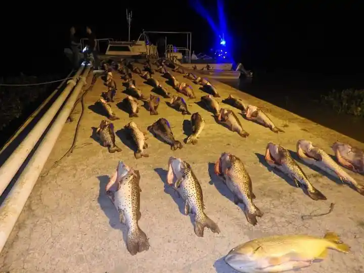 Reconquista: Prefectura Naval incautó 1000 kilos de surubí