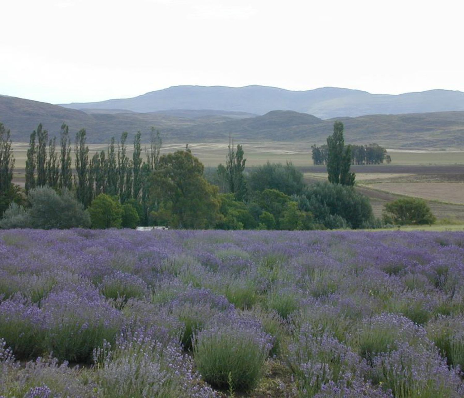 lavanda1