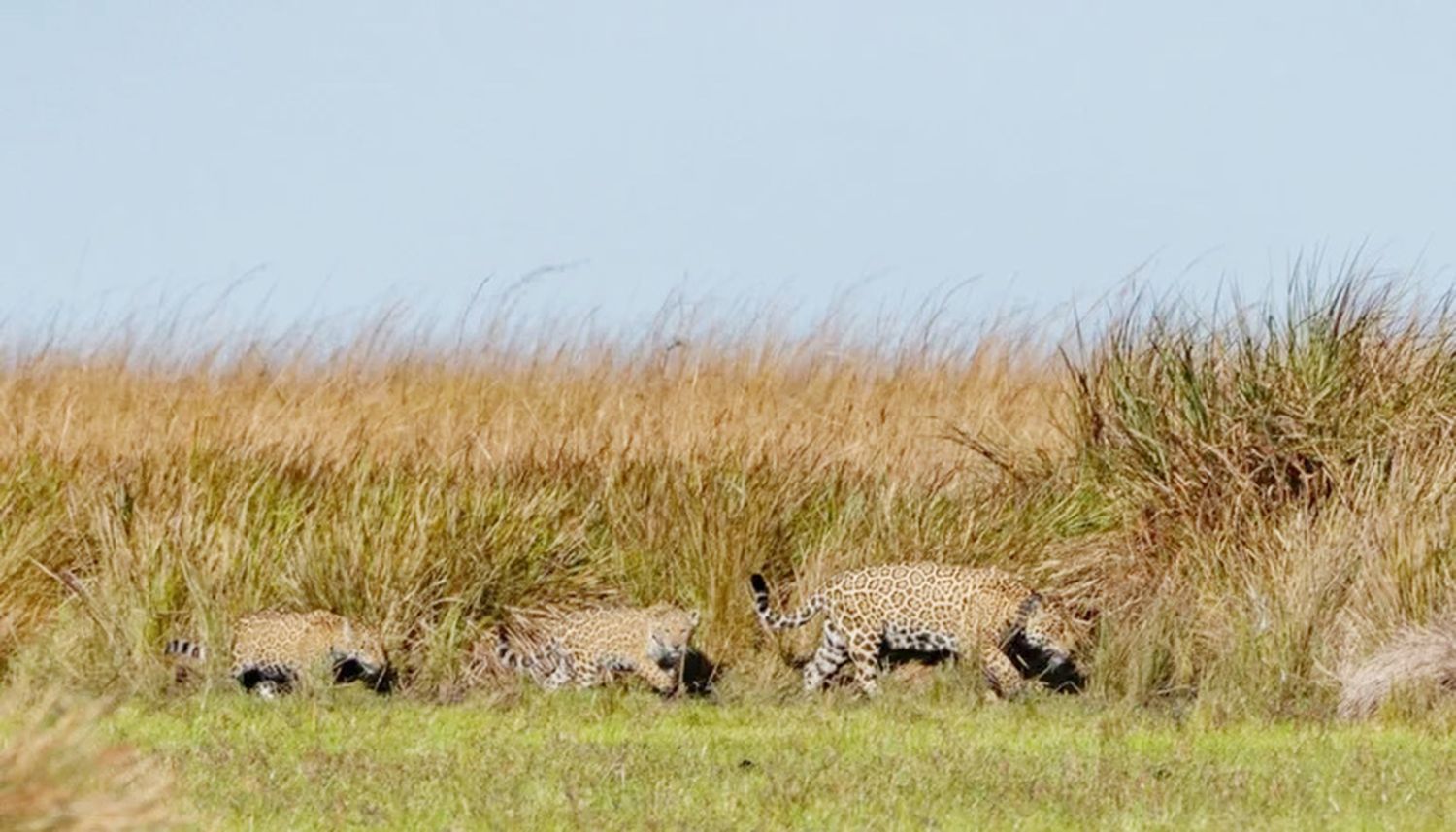 Los yaguaretés de Iberá, presentes en la nueva serie documental de Netflix