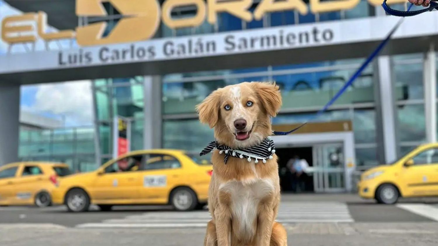 El aeropuerto El Dorado de Bogotá inaugura 10 baños exclusivos para mascotas