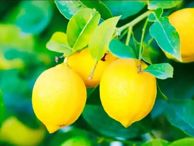 Las exportaciones argentinas de limones marcaron un récord en el primer cuatrimestre