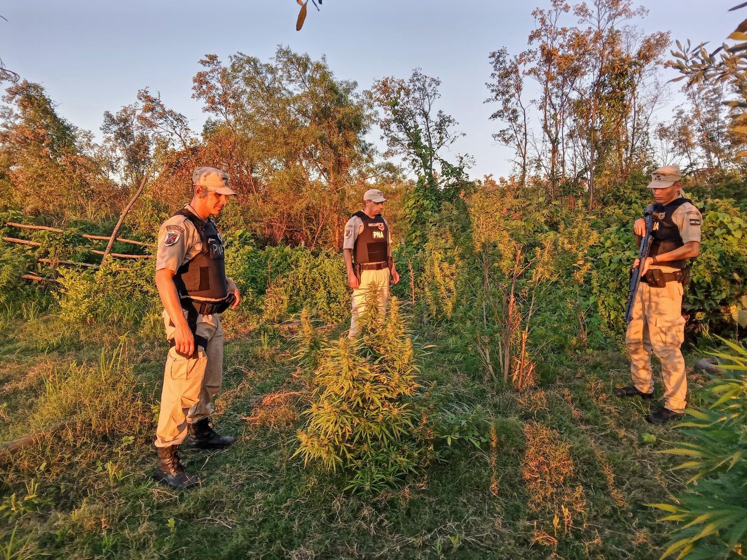 Prefectura desmanteló una plantación de marihuana