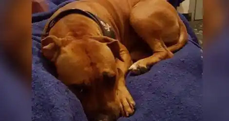 Perra Pitbull perdida