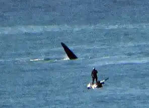 Advierten sobre acercamientos irresponsables a las ballenas
