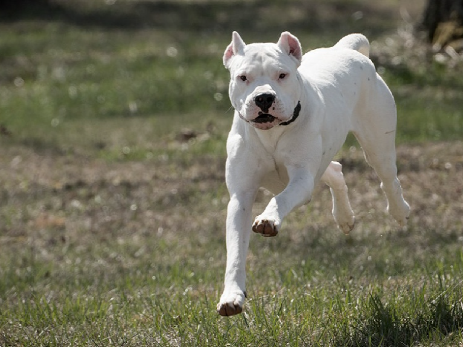 Un dogo mató a una nena de un año en su casa