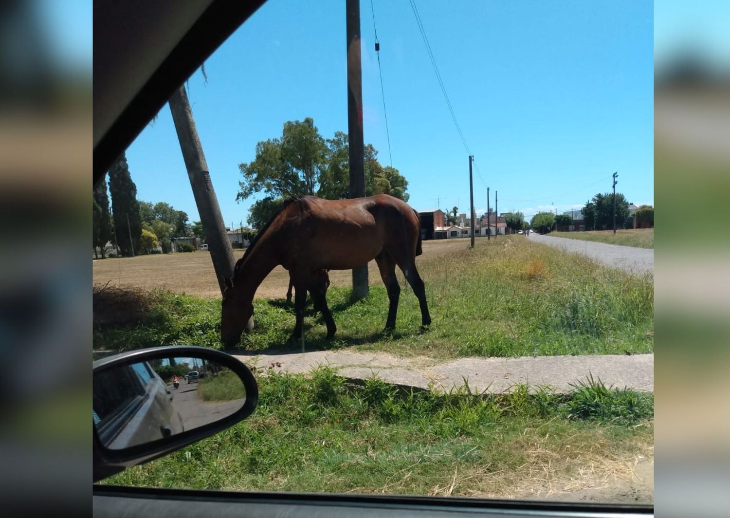 "Está lleno de caballos sueltos”
