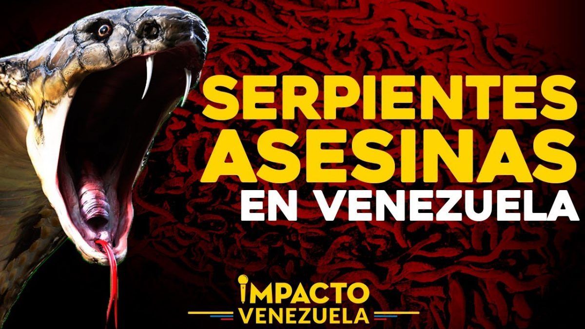 ¡ALERTA! Serpientes asesinas en Venezuela