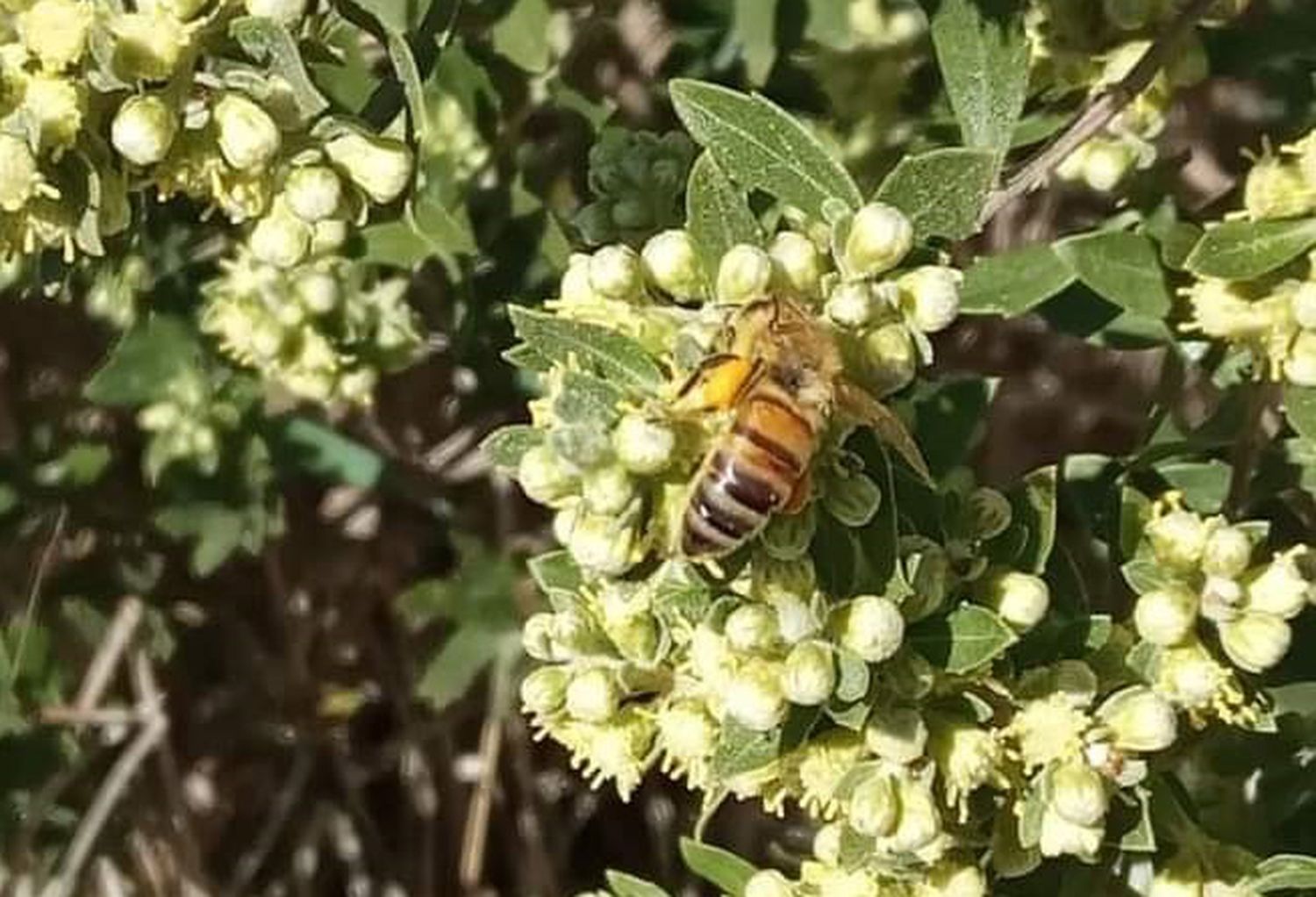 Abejas eco campo - 1