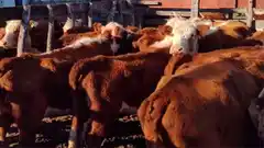 Hacienda en pie: julio cortó la tendencia a la baja y mostró leve recuperación