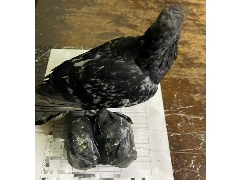 palomas drogas - 1