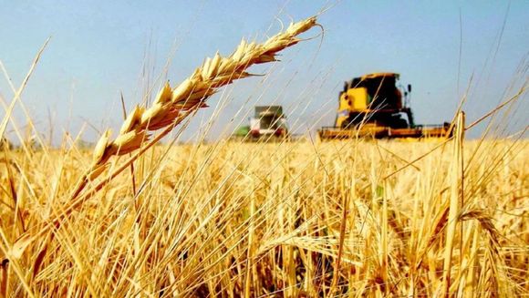 La cosecha de trigo supera las expectativas en la Argentina