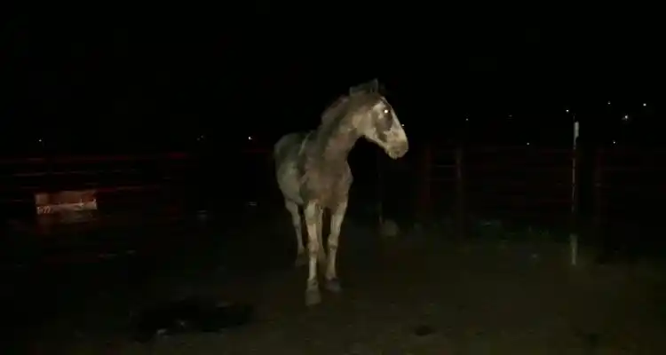 Grave accidente: Dos menores de 12 y 14 años en moto colisionaron con un caballo