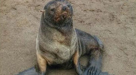 Monte Hermoso: Apareció un pequeño lobo marino en la costa 