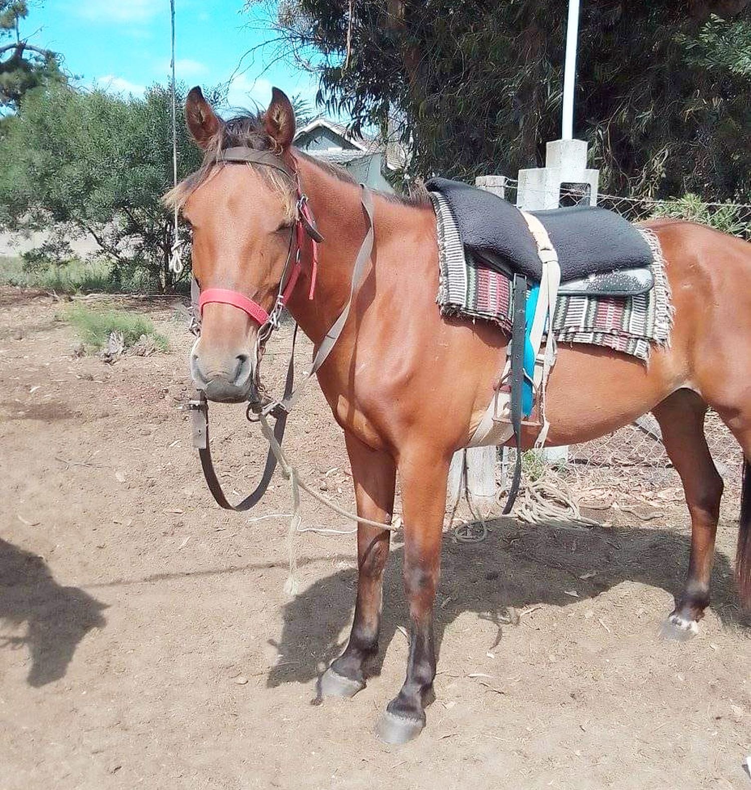 Uno de los animales. Que pertenecía al vecino quequenense