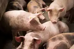 Se confirmaron dos brotes de Triquinosis en la región