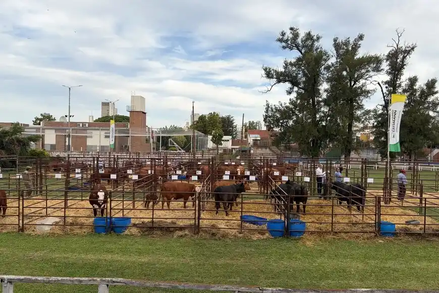 La ganadería atraviesa un momento histórico: precios en alza y márgenes en máximos