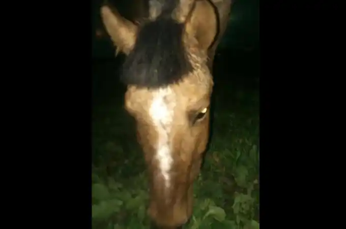 San Miguel: Violó a su caballo y le dejó un preservativo adentro