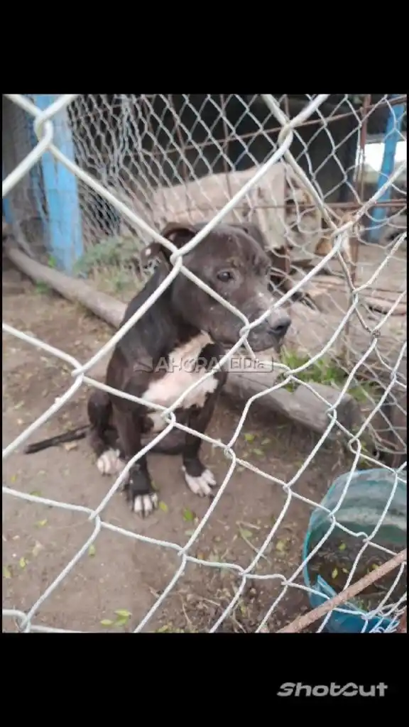 perrera pueblo belgrano - 5