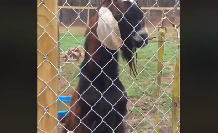 La daba whisky y alcohol a la cabra y quedó detenido: mirá el video 