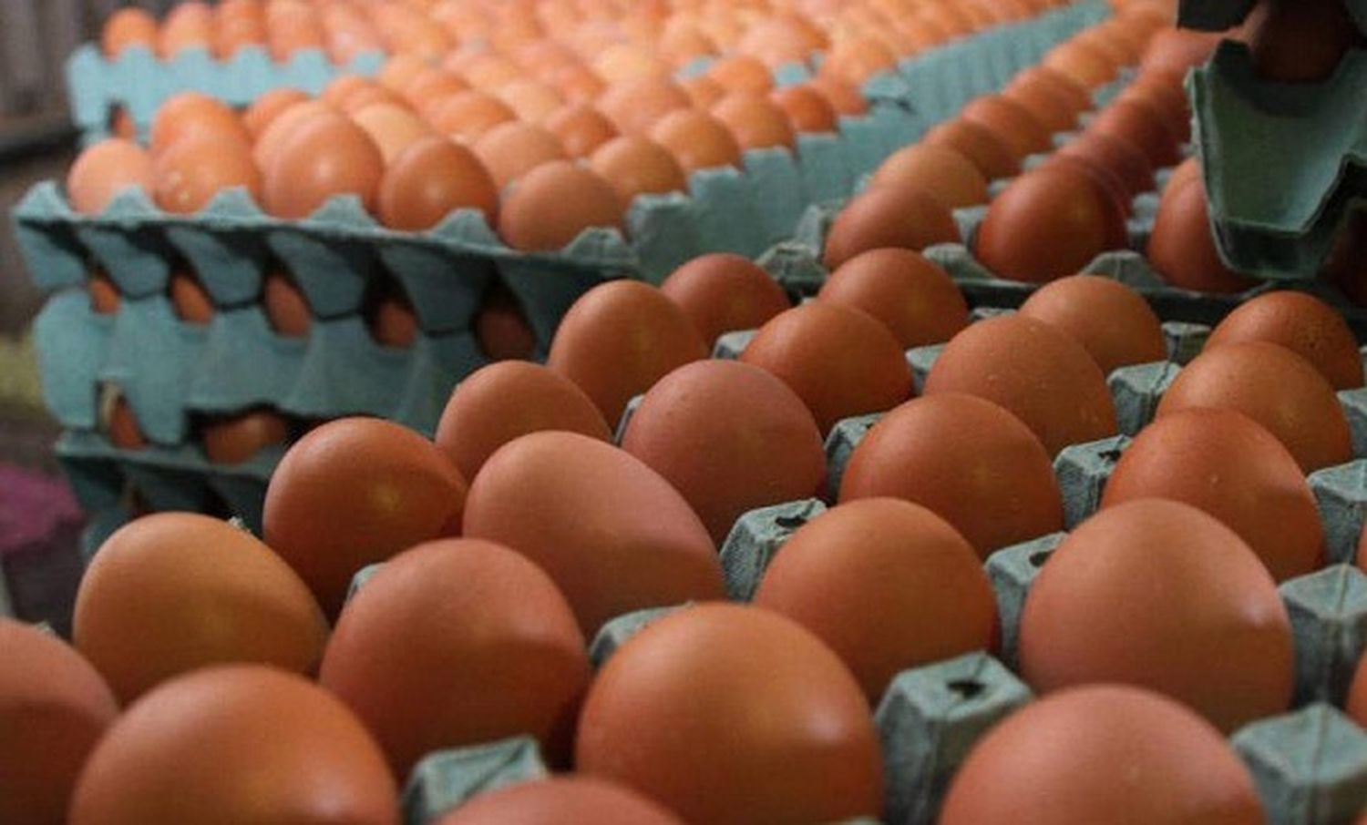 Huevos, biogás y fertilizantes: ¿una fórmula circular para el agro?