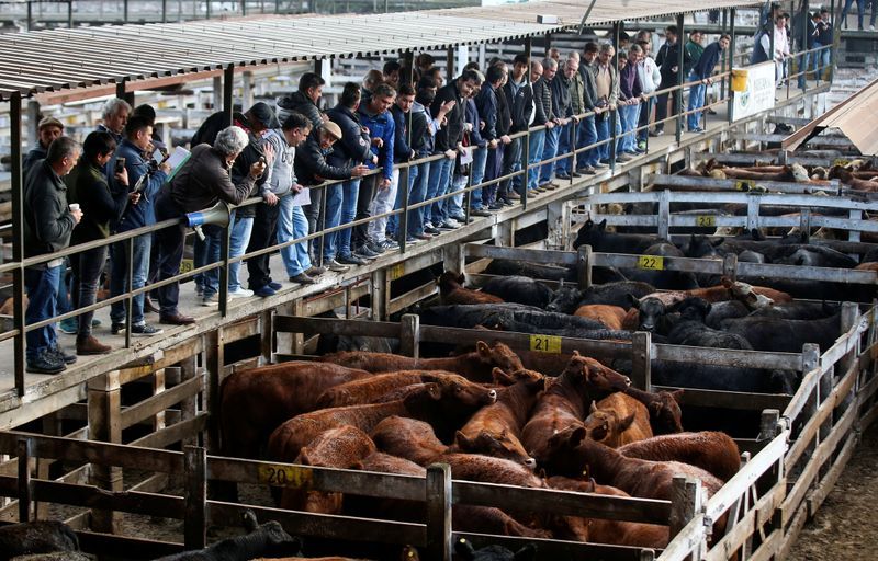 Comenzó a operar el nuevo Mercado de Hacienda en Cañuelas
