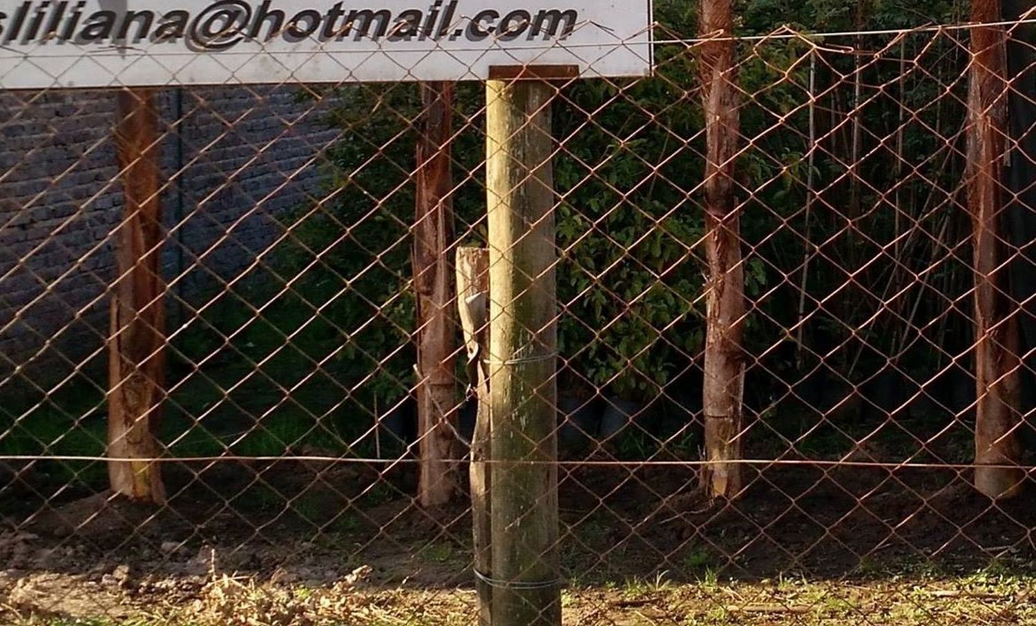 Robaron plantas de cítricos en un vivero: “En cinco años hice 40 denuncias”, aseguró el propietario