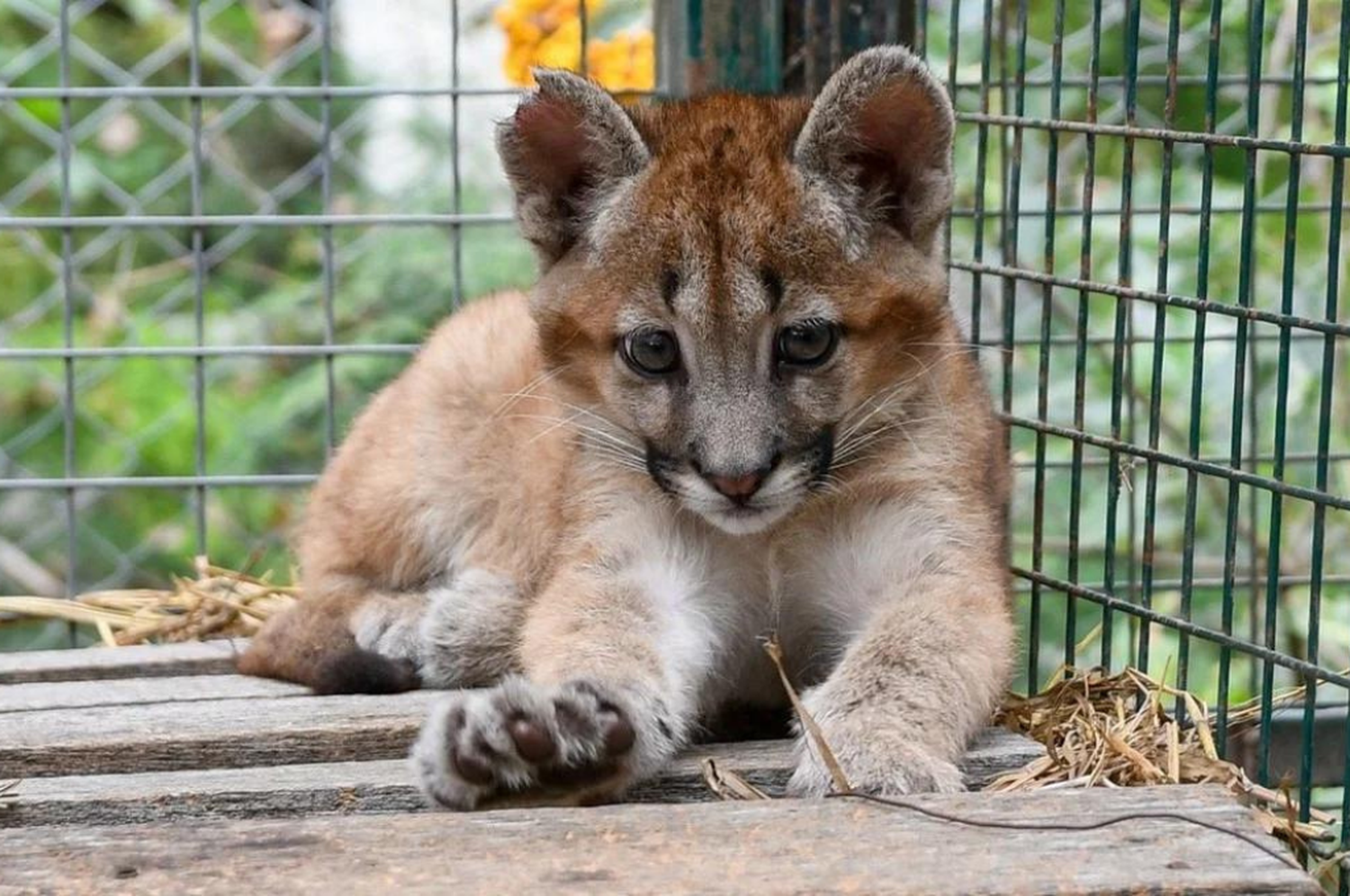 Rescataron en Moisés Ville a cuatro pumas bebés de ocho días de vida