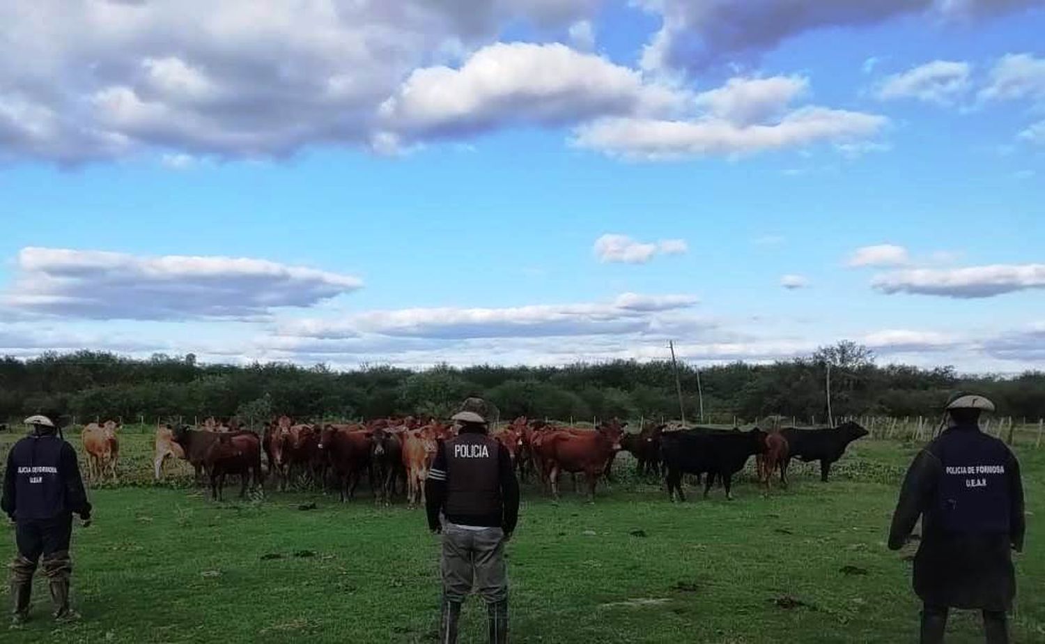 Secuestran 39 vacas que abigeos pretendían trasladar al Paraguay
