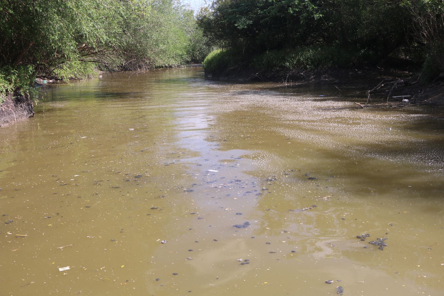 Recuperarán los arroyos El Cura y Gaitán a través de una técnica que utiliza plantas para limpiar el suelo y el agua