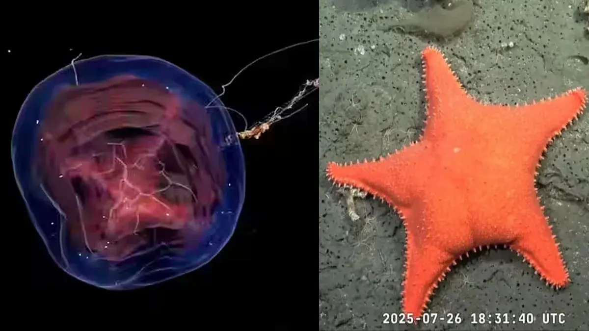 Exploración inédita: el Conicet y el SHN se preparan para investigar los cañones submarinos del mar argentino