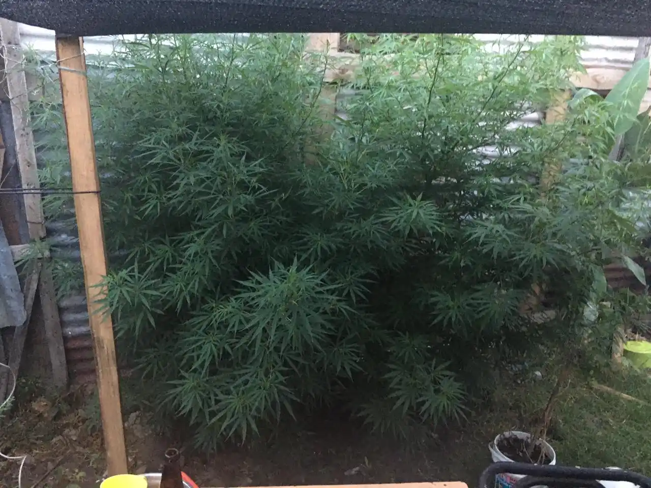 Fueron por una moto robada pero encontraron plantas de marihuana en un allanamiento