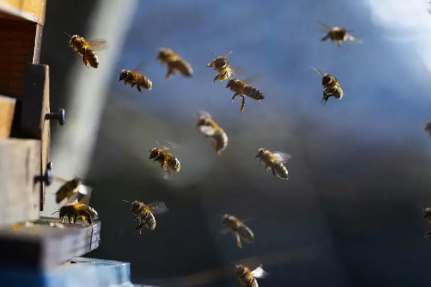 Nicaragua: un hombre con discapacidad murió tras ser picado por un enjambre de abejas