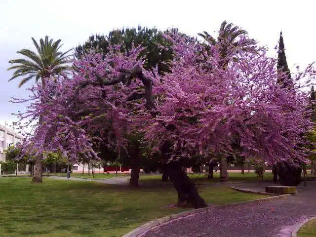 Los árboles en las ciudades