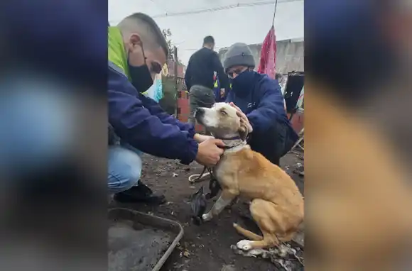 Rescataron a un perro en grave estado de abandono