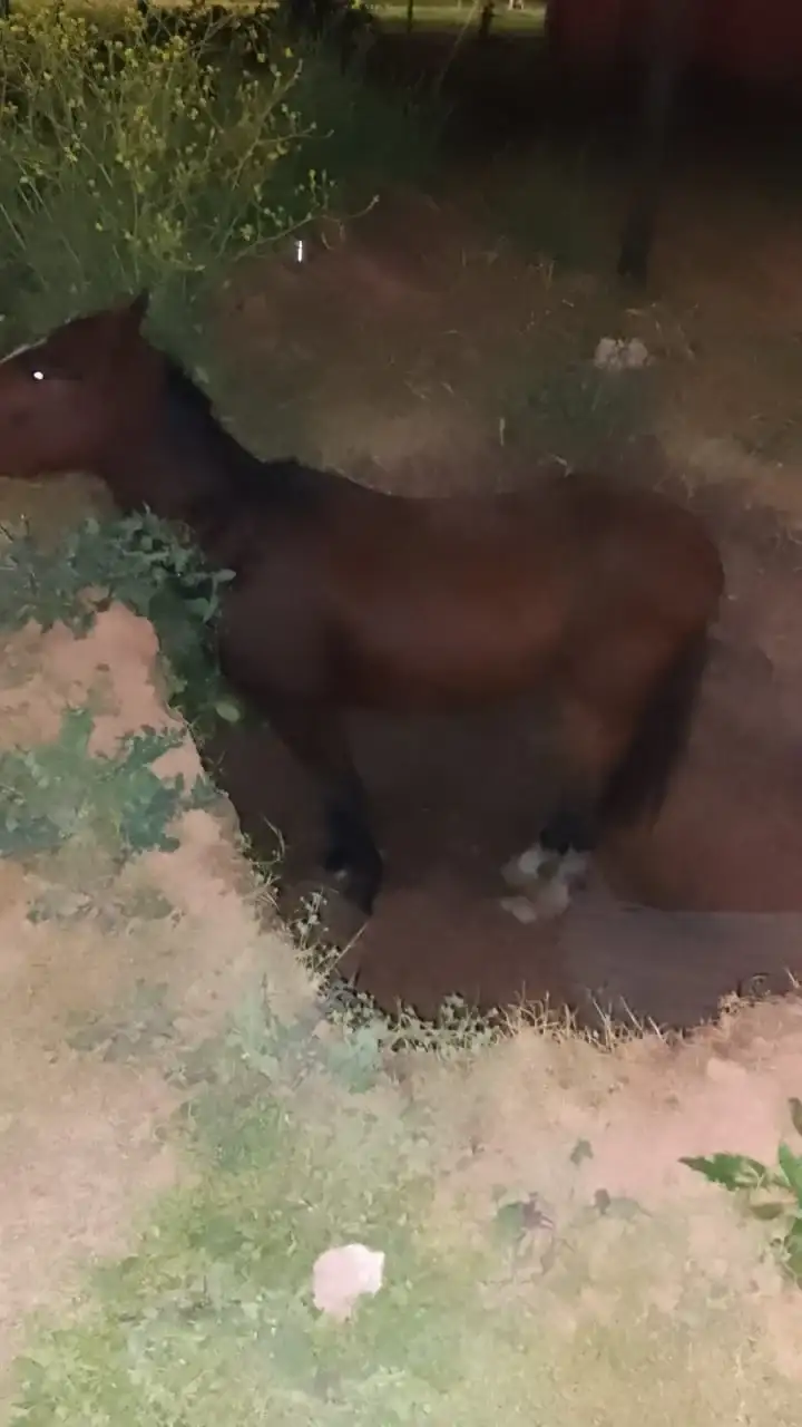 rescate de caballo - 2