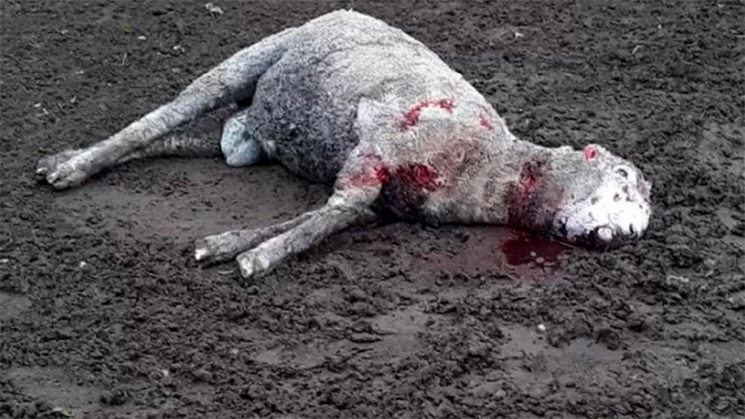 Perros cazadores hicieron estragos en una escuela agrotécnica