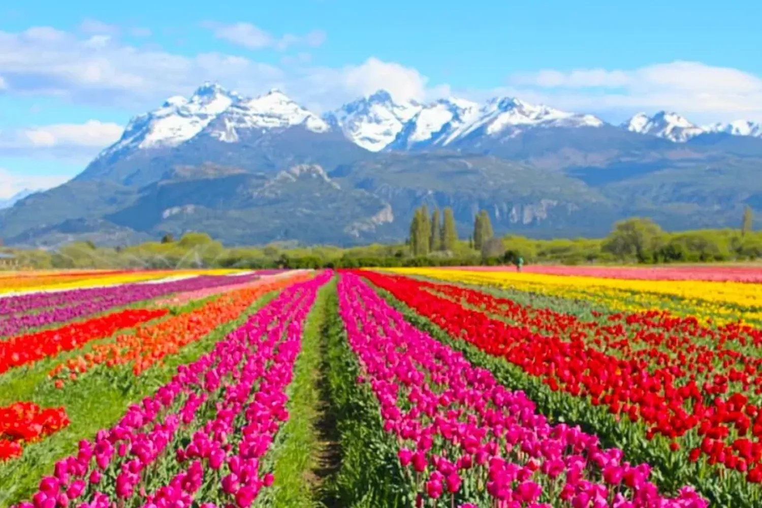 Un campo de 2 millones de tulipanes está por florecer en la Patagonia: dónde visitarlo y cuánto cuesta la entrada