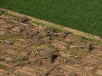 Un fondo internacional para frenar la deforestación: ¿La última esperanza para los bosques?