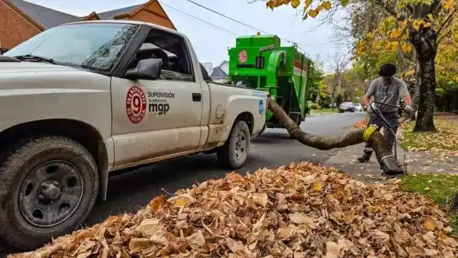 Recomendaron embolsar las hojas en bolsas de hasta 10 kilos y colocarlas para su recolección los lunes, miércoles, jueves y sábados.