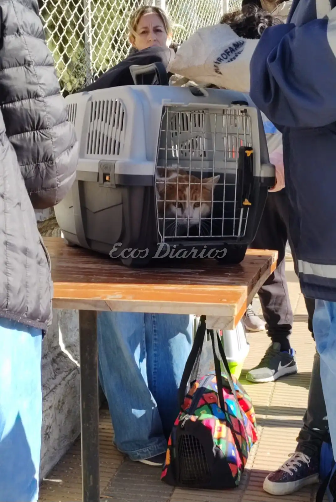 Animales listos para la vacunación o castración.