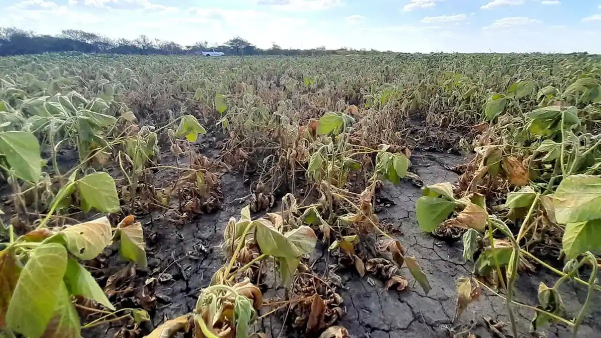 La soja de la zona núcleo está cada vez peor, pero no todo está perdido