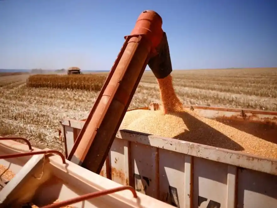 Maíz imparable: crece la proyección de producción a 61 millones de toneladas