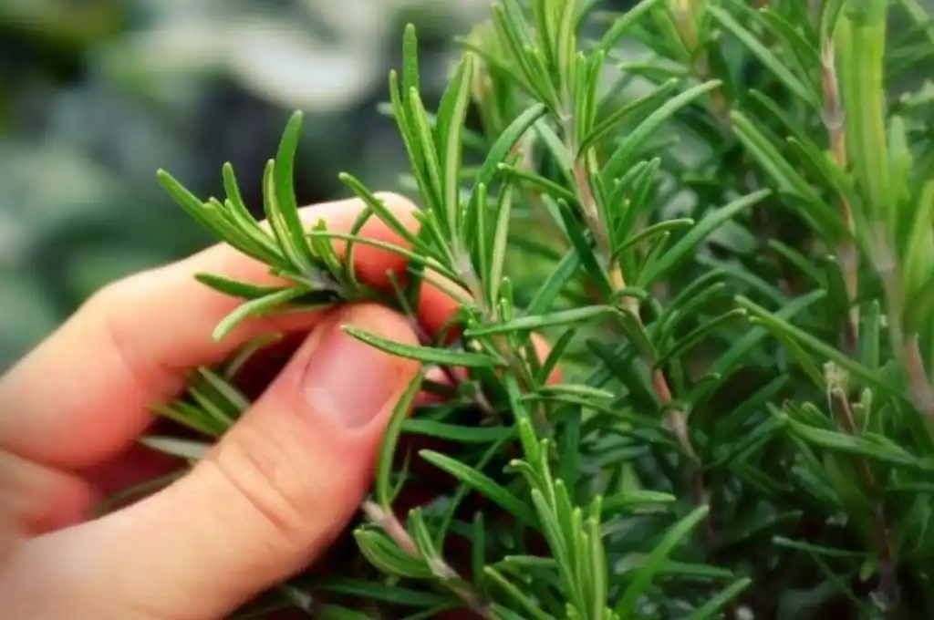 Harvard recomienda romero para proteger el cerebro y mejorar la memoria