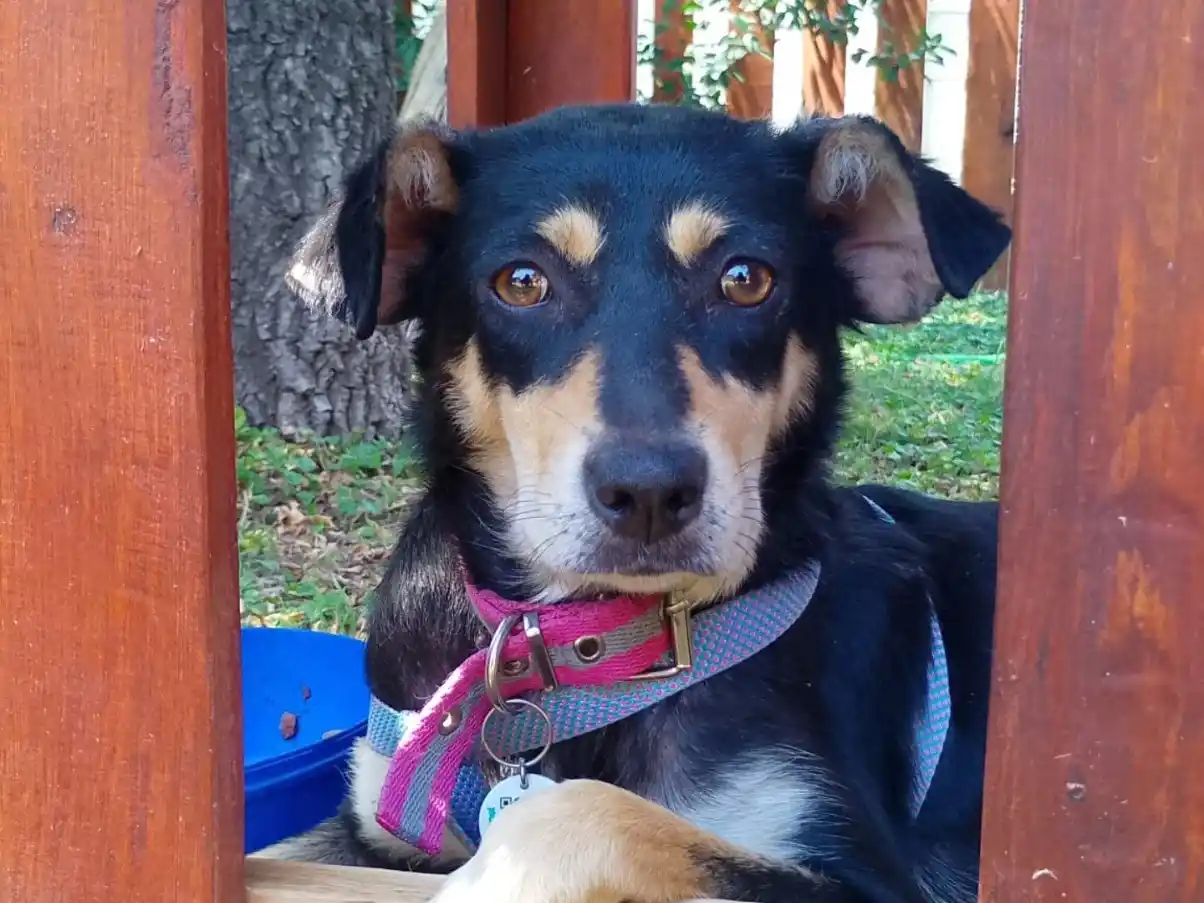 No cuenta con financiamiento estatal ni empresarial.