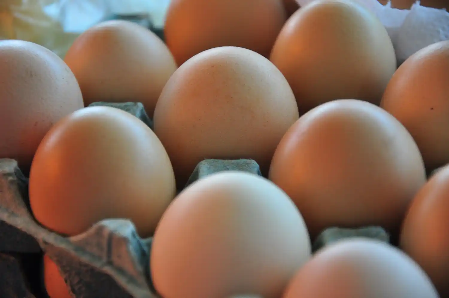 La producción de huevos creció 2,88% en 2023 y el consumo logró expandirse